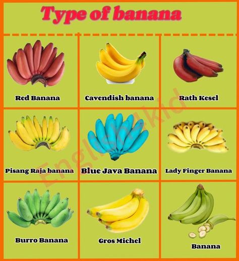 The Incredible World of Bananas: A Complete Guide
