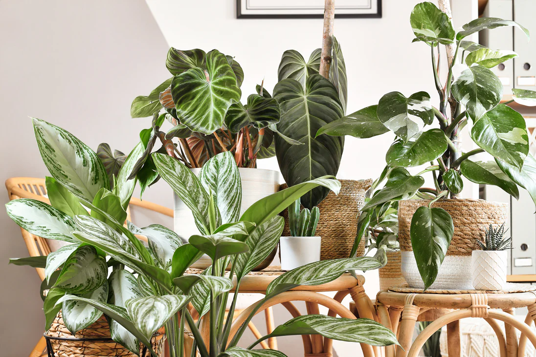 The Monstera Plant and Indoor Gardening 