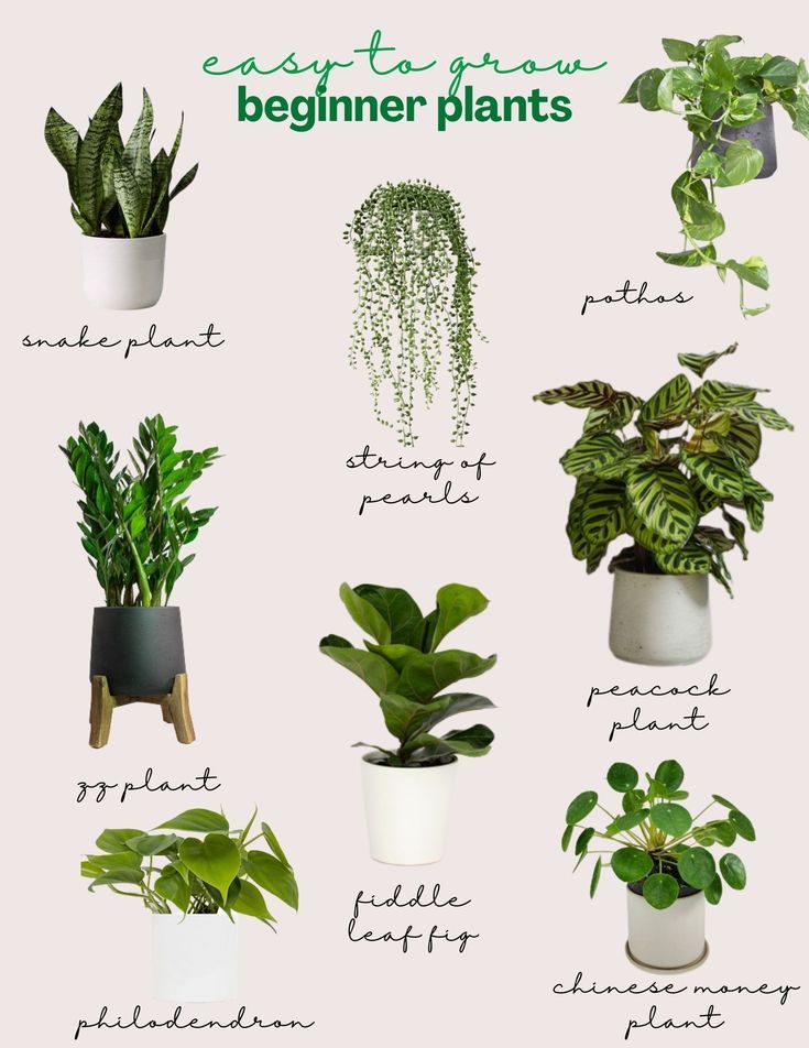 Best Plants for Beginners