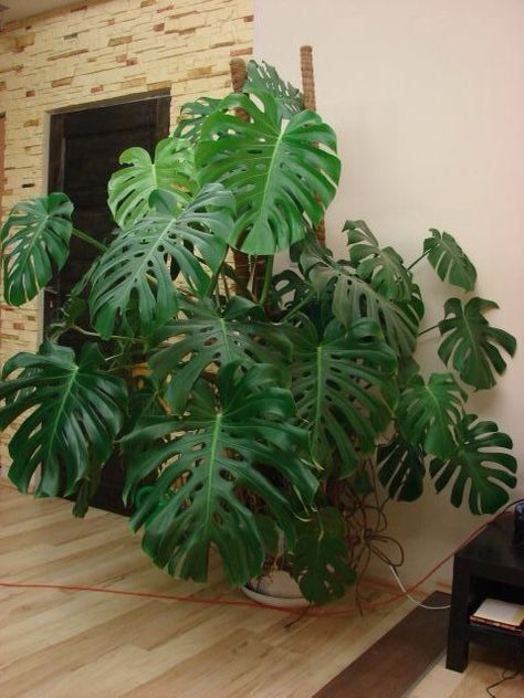 The Monstera Plant and Indoor Gardening 