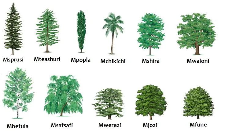How to Plant a Tree: A Simple Guide for Every Nature Lover