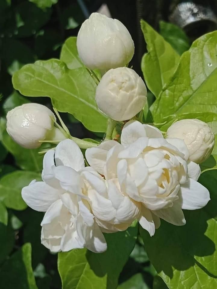 The Beautiful World of Jasmine Flowers