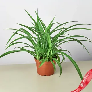 Everything You Need to Know About the Amazing Spider Plant