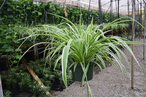 Everything You Need to Know About the Amazing Spider Plant