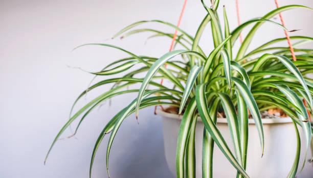 Everything You Need to Know About the Amazing Spider Plant