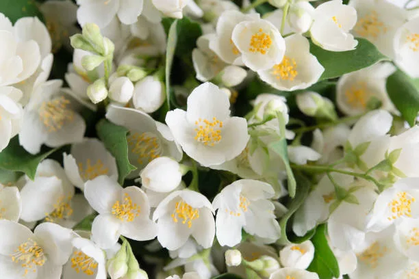 The Beautiful World of Jasmine Flowers