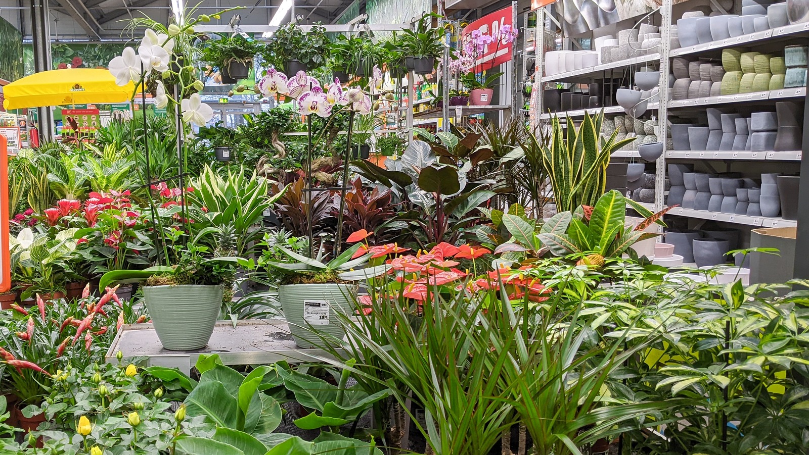 Choosing Great Home Depot Plants