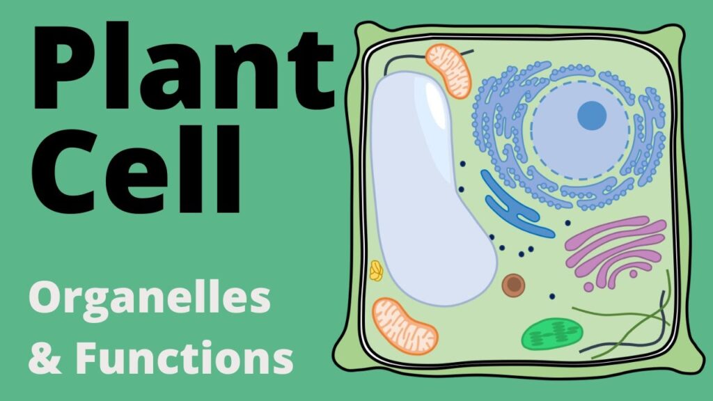 The World of the Plant Cell