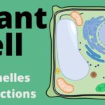 The World of the Plant Cell