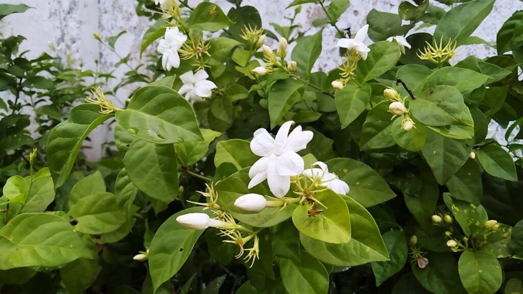 The Beautiful World of Jasmine Flowers