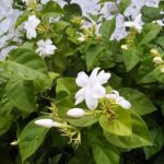 The Beautiful World of Jasmine Flowers
