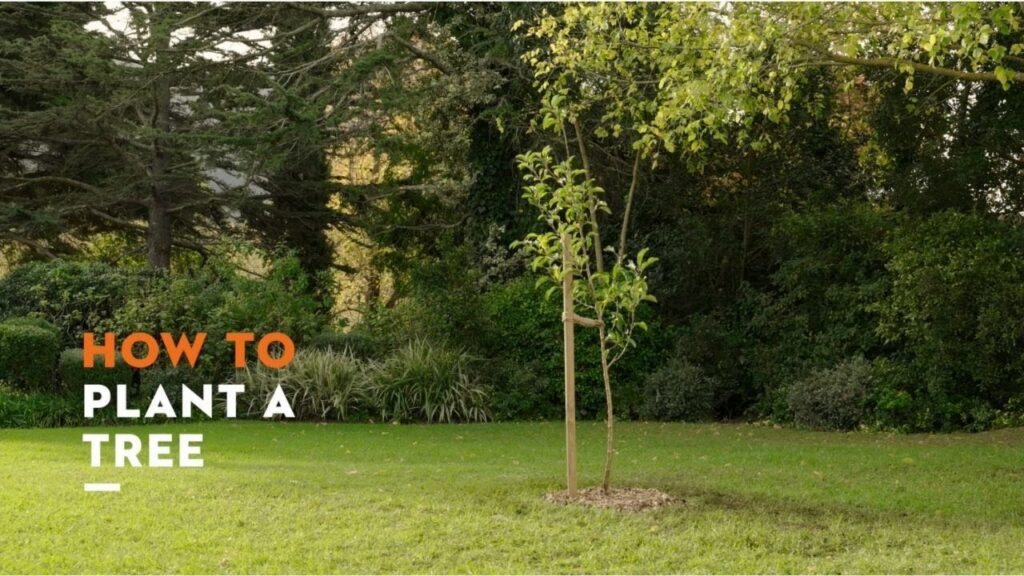 How to Plant a Tree: A Simple Guide for Every Nature Lover