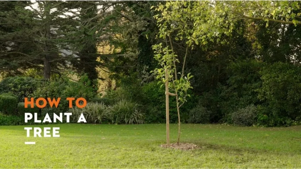 How to Plant a Tree: A Simple Guide for Every Nature Lover