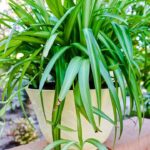 Everything You Need to Know About the Amazing Spider Plant