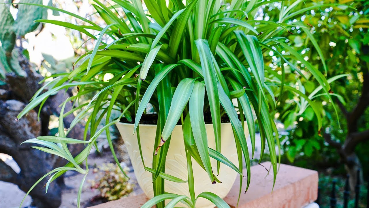 Everything You Need to Know About the Amazing Spider Plant