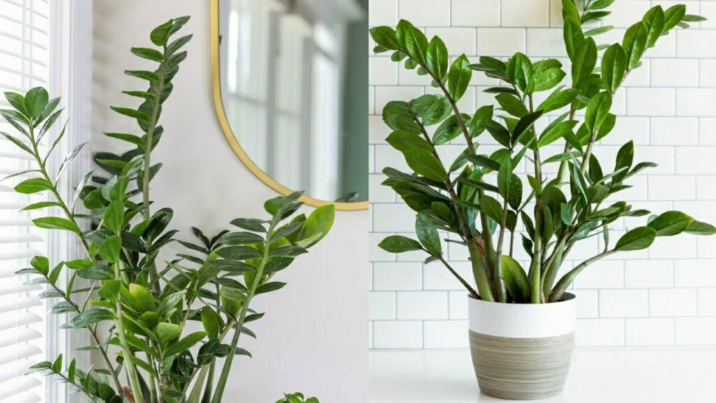 The Ultimate Guide to the ZZ Plant