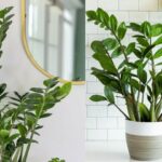 The Ultimate Guide to the ZZ Plant