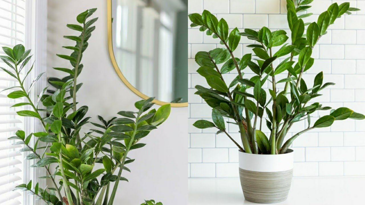 The Ultimate Guide to the ZZ Plant