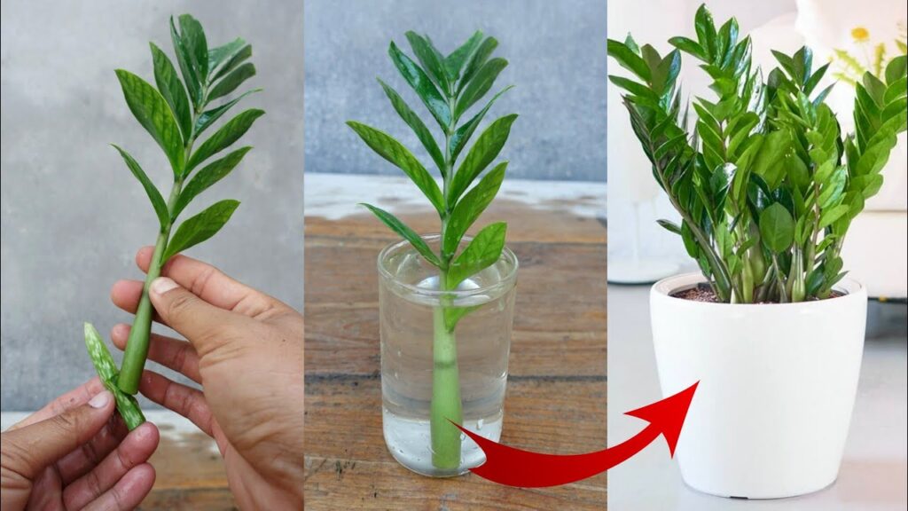 The Ultimate Guide to the ZZ Plant