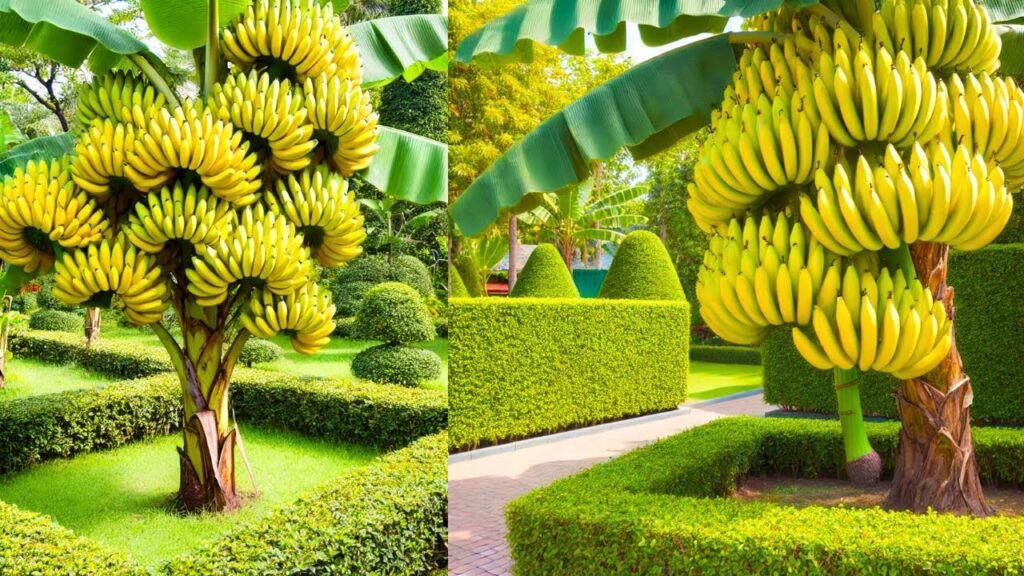 The Incredible World of Bananas: A Complete Guide