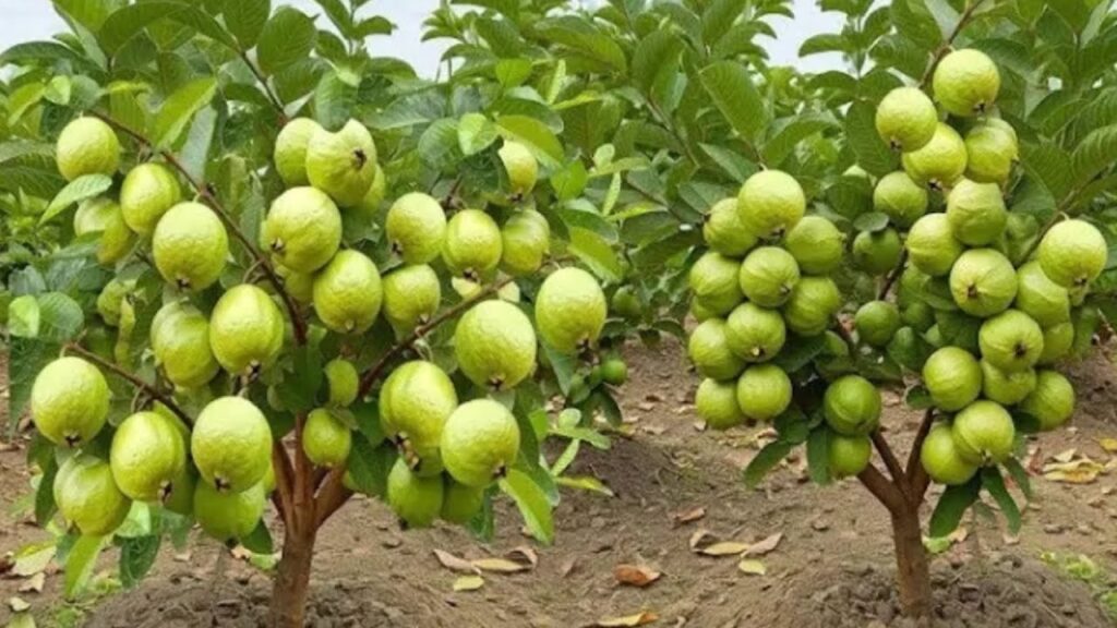 The Ultimate Guide to Guava: Nature’s Sweet Tropical Gift