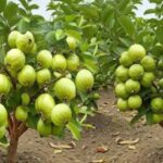The Ultimate Guide to Guava: Nature’s Sweet Tropical Gift