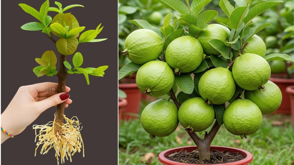 The Ultimate Guide to Guava: Nature’s Sweet Tropical Gift 