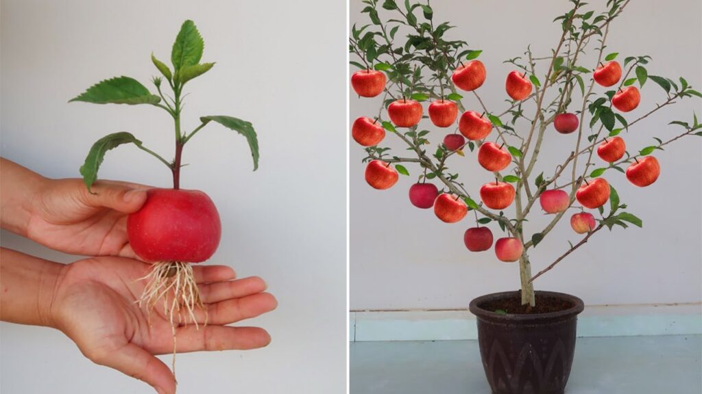 How to Grow Your Very Own Apple Tree