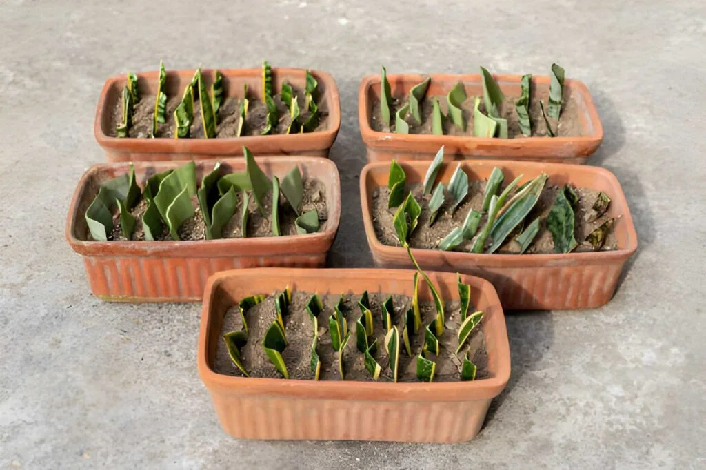 How to Propagate a Snake Plant Fast