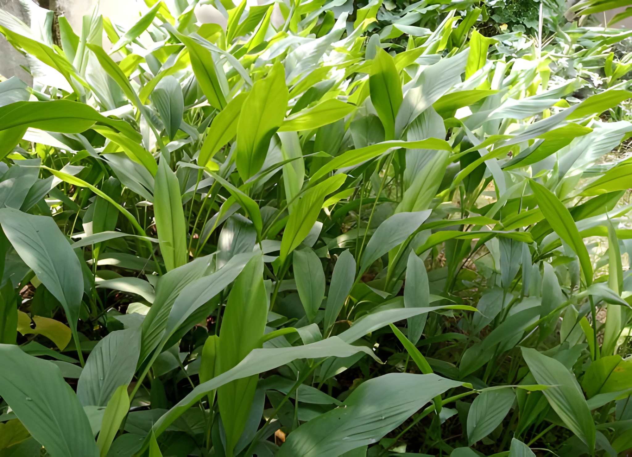 How to Propagate a Snake Plant Fast: Best Methods to Grow New Plants from Cuttings