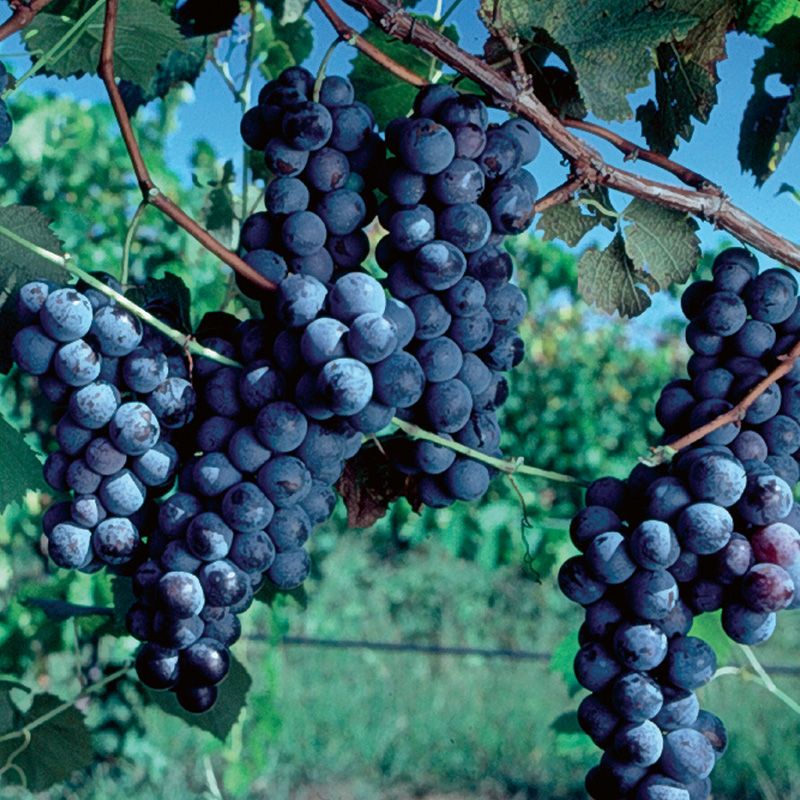 What Is a Concord Grape and Where Did It Come From?