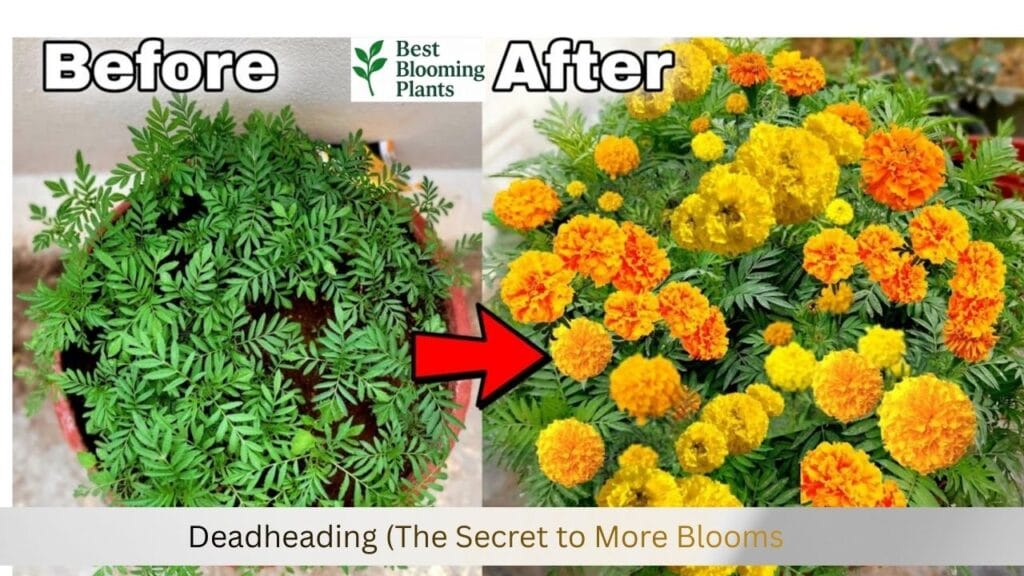 The Secret to More Blooms