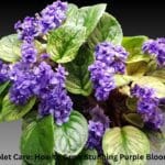 A beautiful purple African Violet in a decorative pot