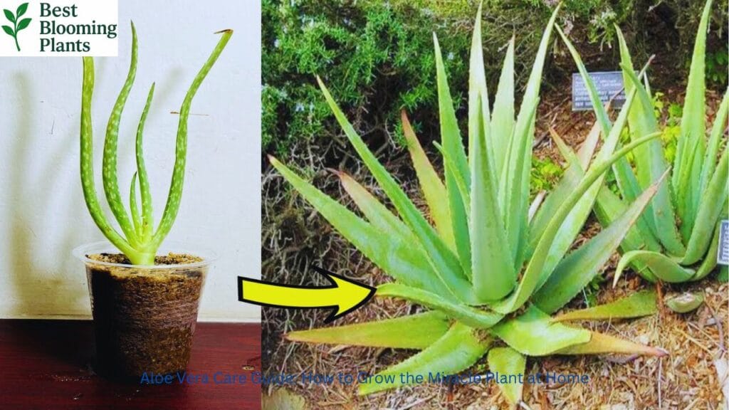 Aloe Vera plant care guide for beginners