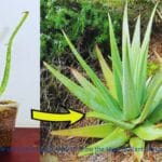 Aloe Vera plant care guide for beginners
