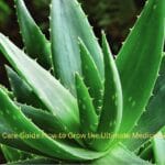 Fresh Aloe Vera plant with thick green leaves