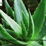 A healthy Aloe Vera plant in a terracotta pot on a sunny windowsill