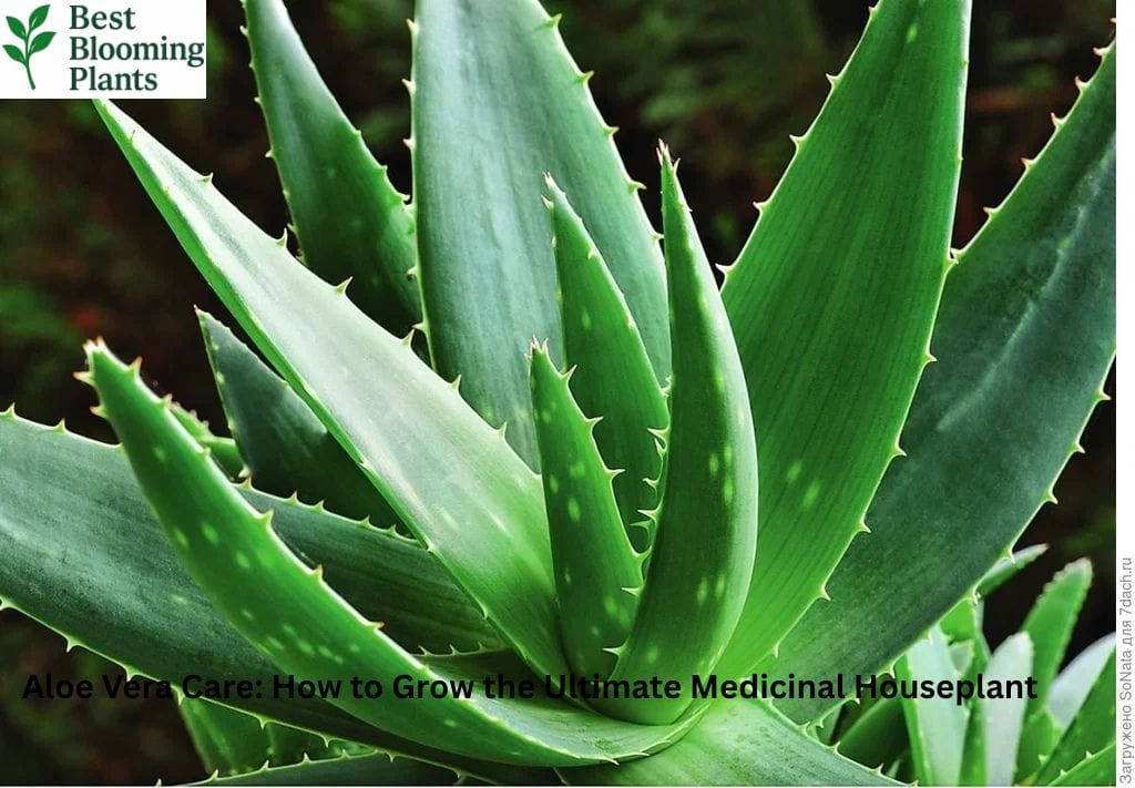 A healthy Aloe Vera plant in a terracotta pot on a sunny windowsill