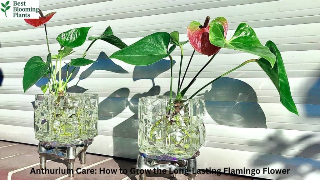 A stunning red Anthurium plant in a modern white pot