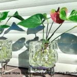 A stunning red Anthurium plant in a modern white pot