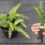 A lush green Boston Fern in a white hanging basket
