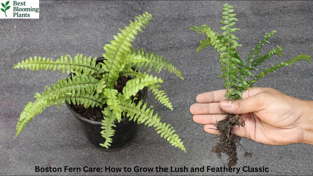 A lush green Boston Fern in a white hanging basket