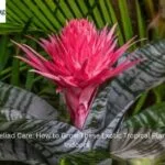 A bright pink Bromeliad flower in a decorative pot