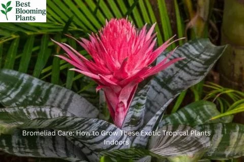 A bright pink Bromeliad flower in a decorative pot