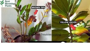 Best indoor placement for peace lily flowers