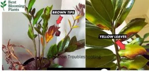 Best indoor placement for peace lily flowers