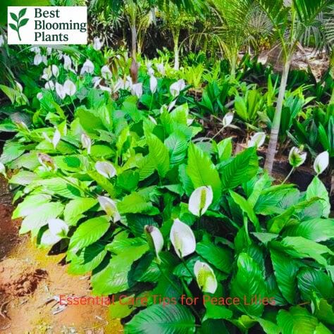 How to water peace lily to avoid drooping