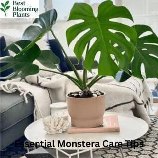 Using a moss pole to support a climbing Swiss Cheese Plant