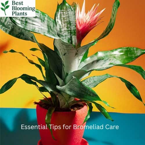 How to water a Bromeliad through its central leaf cup