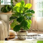 A tall Fiddle Leaf Fig tree in a stylish white ceramic pot